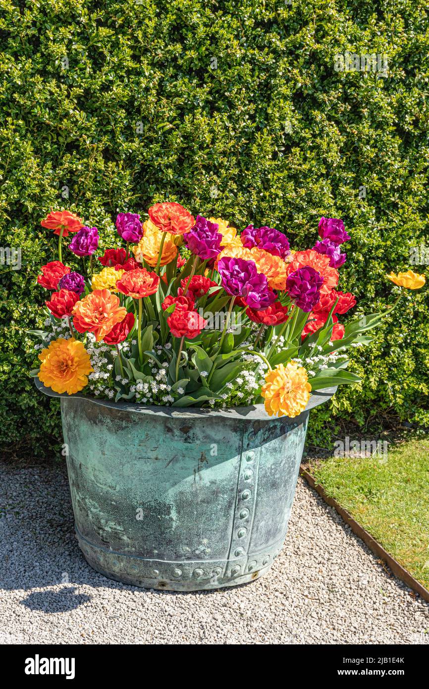 Une vieille baignoire en métal pleine de fleurs colorées (tulipes de Tulipa gesneriana L. Gesner ?) Au château de Sizergh, dans le quartier des lacs anglais, près de Kendal, Cumbri Banque D'Images