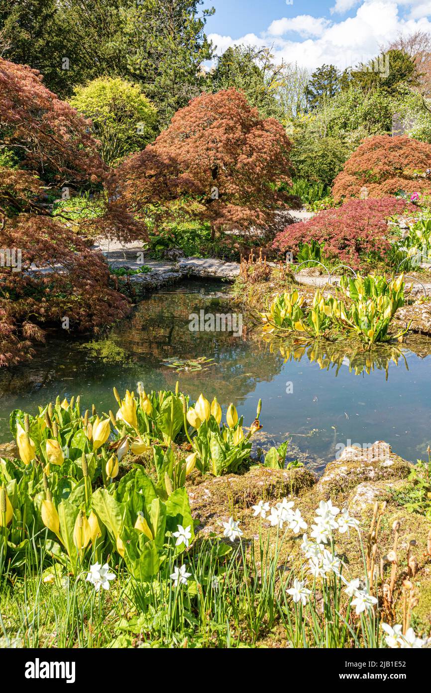 Acers et Western Skunk Cabbage (Lysichiton americanus) dans les jardins aquatiques du château de Sizergh, dans le district des lacs anglais près de Kendal, Cumbria, Royaume-Uni. Banque D'Images