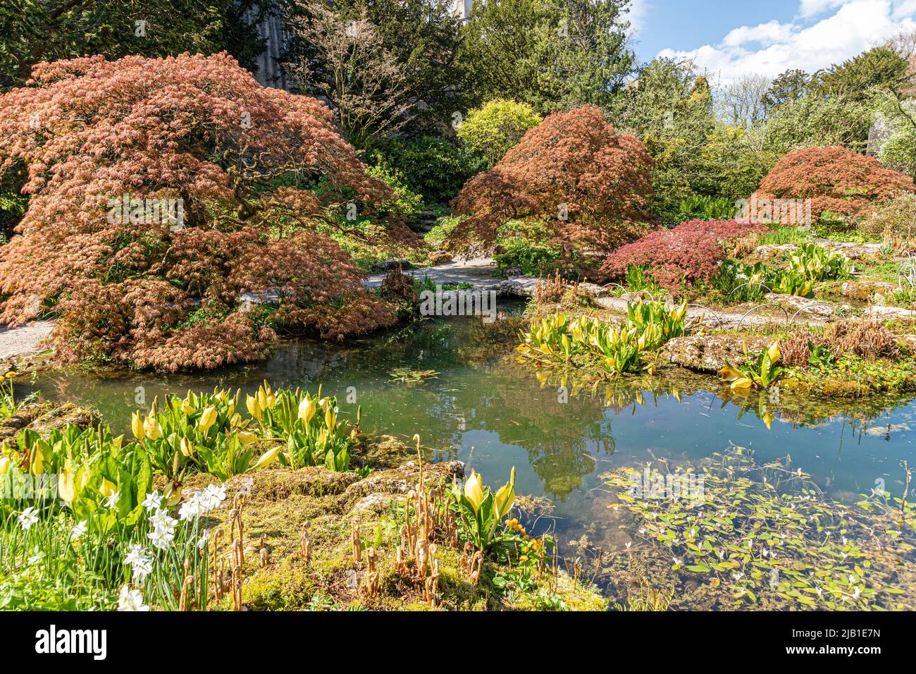 Acers et Western Skunk Cabbage (Lysichiton americanus) dans les jardins aquatiques du château de Sizergh dans le district des lacs anglais près de Kendal, Cumbria, Engl Banque D'Images