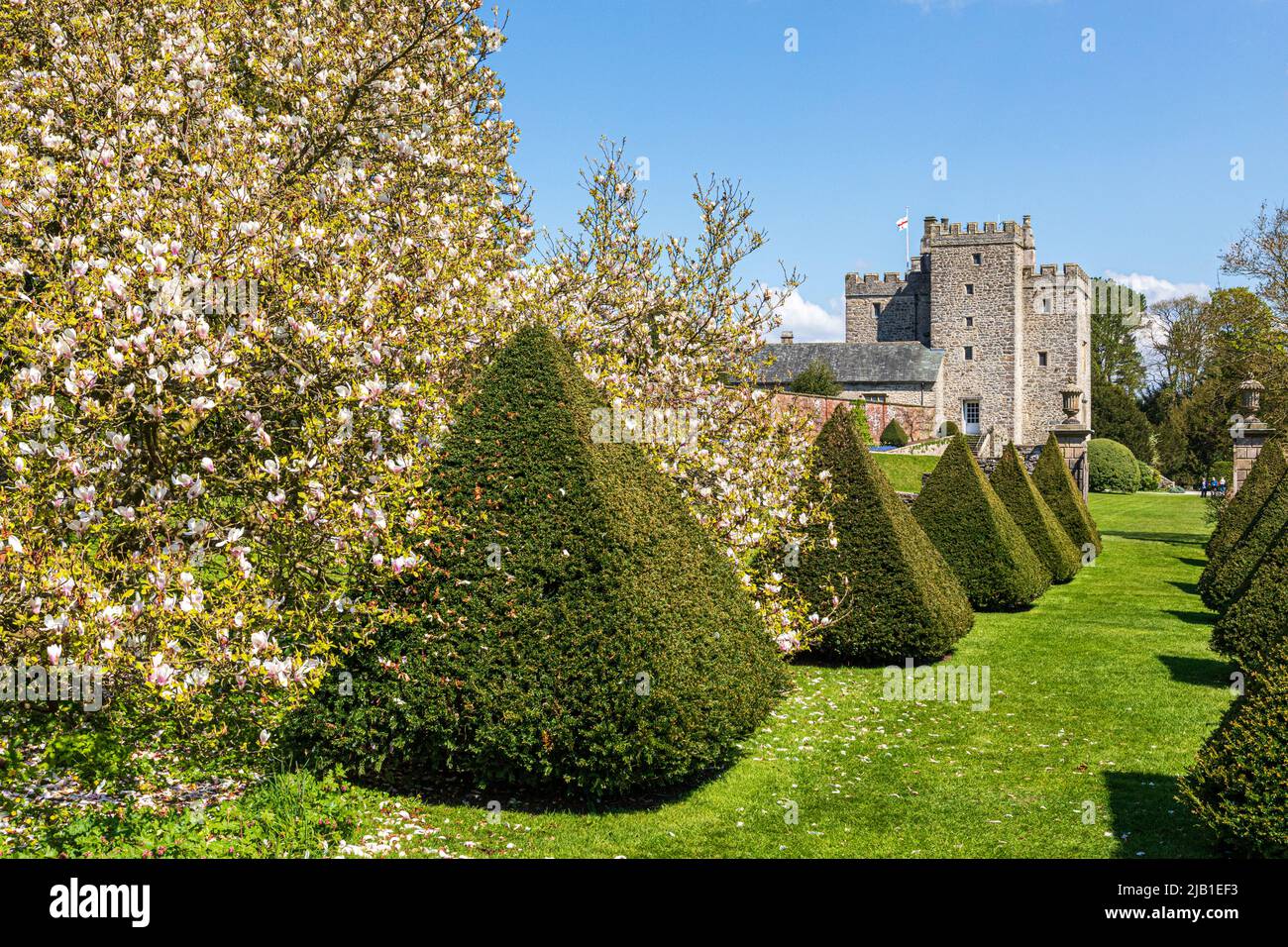 Haies à l'if topiaire coupées et magnolia fleuri dans les jardins du château de Sizergh dans le district des lacs anglais près de Kendal, Cumbria, Angleterre Banque D'Images