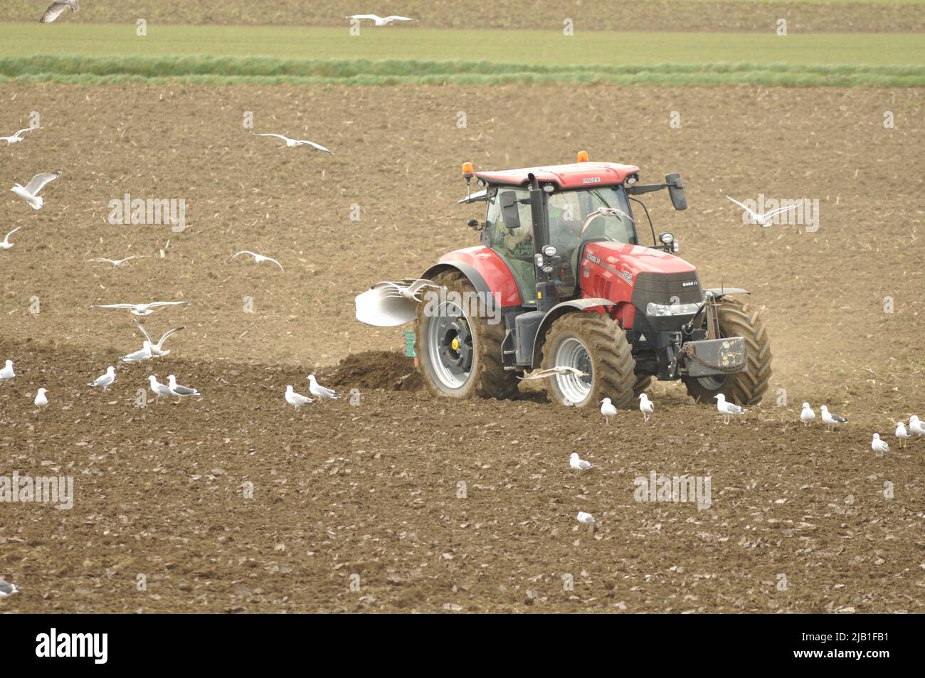 tracteur de charrue suivi de mouettes Banque D'Images