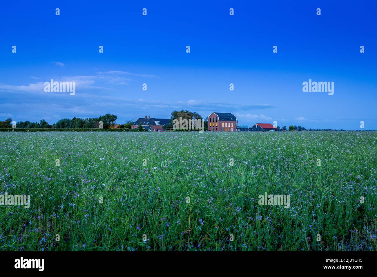 Terres agricoles aux fleurs violettes et un hangar à bulbes reconverti à Wasbeeklaan, dans le village de Warmond, dans le sud de la hollande, aux pays-Bas. Banque D'Images