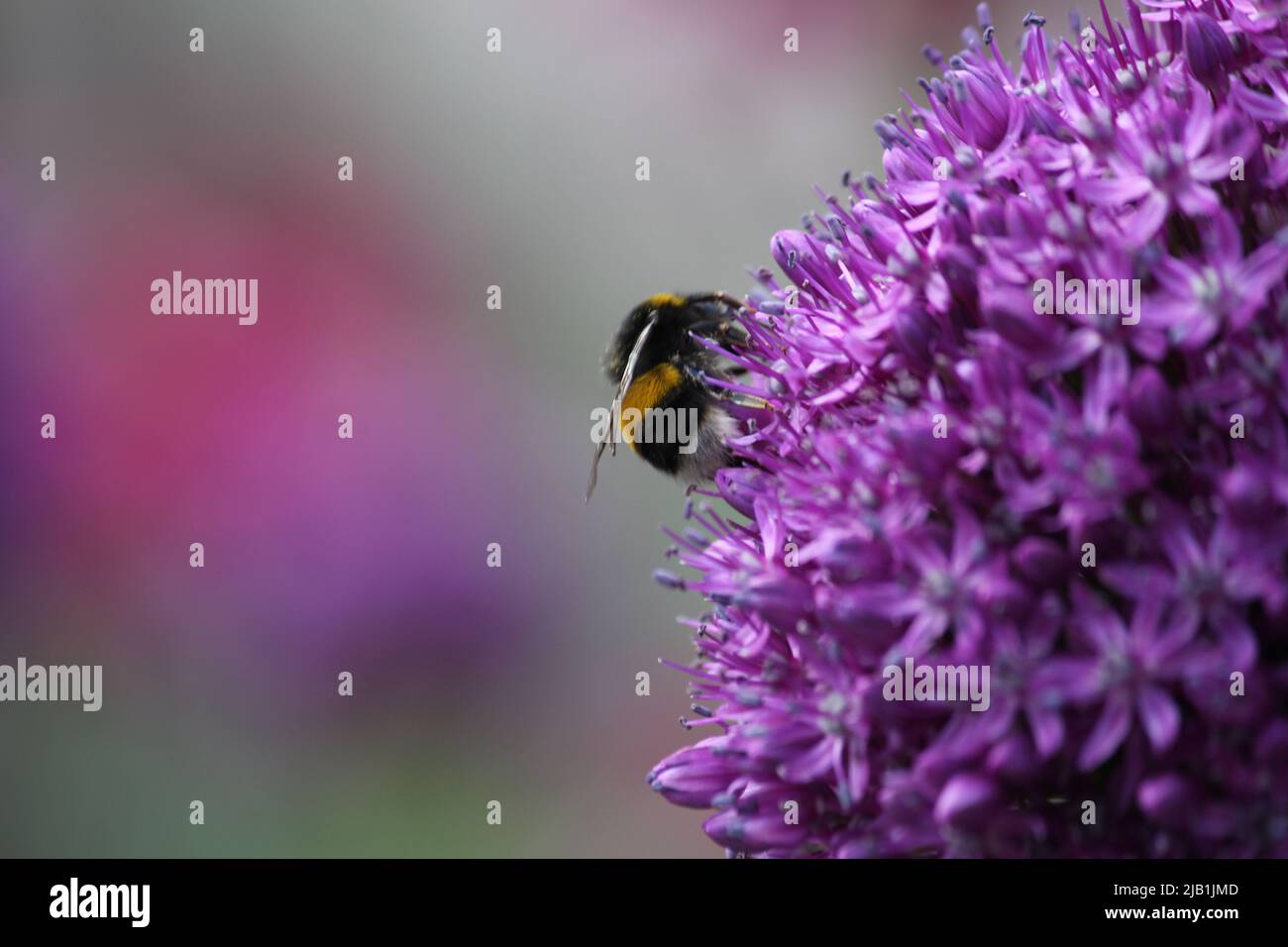 Abeille à queue blanche (Bombus lucorum) collectant le pollen d'une fleur d'allium Banque D'Images