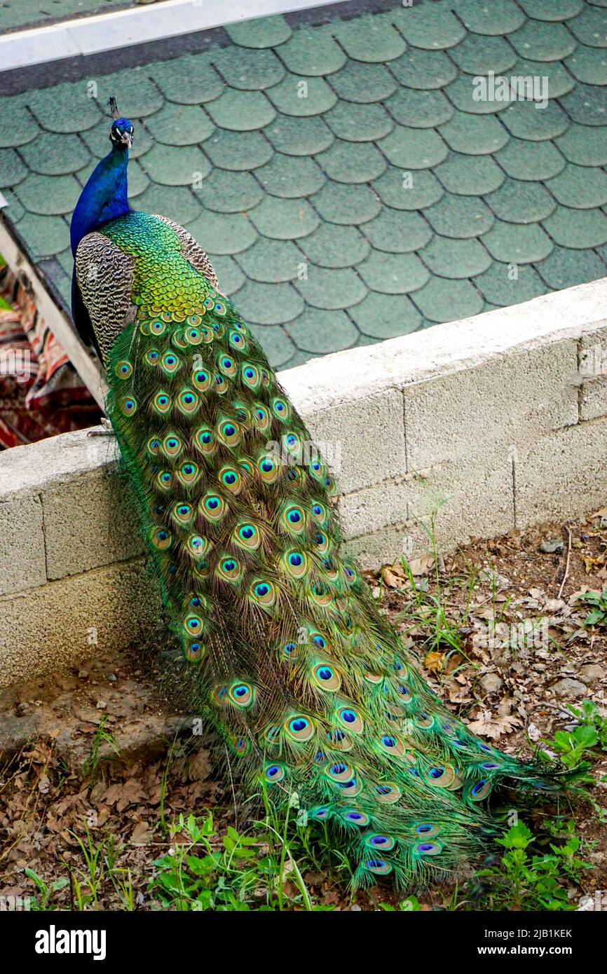 Oiseau de paon à queue colorée Banque D'Images
