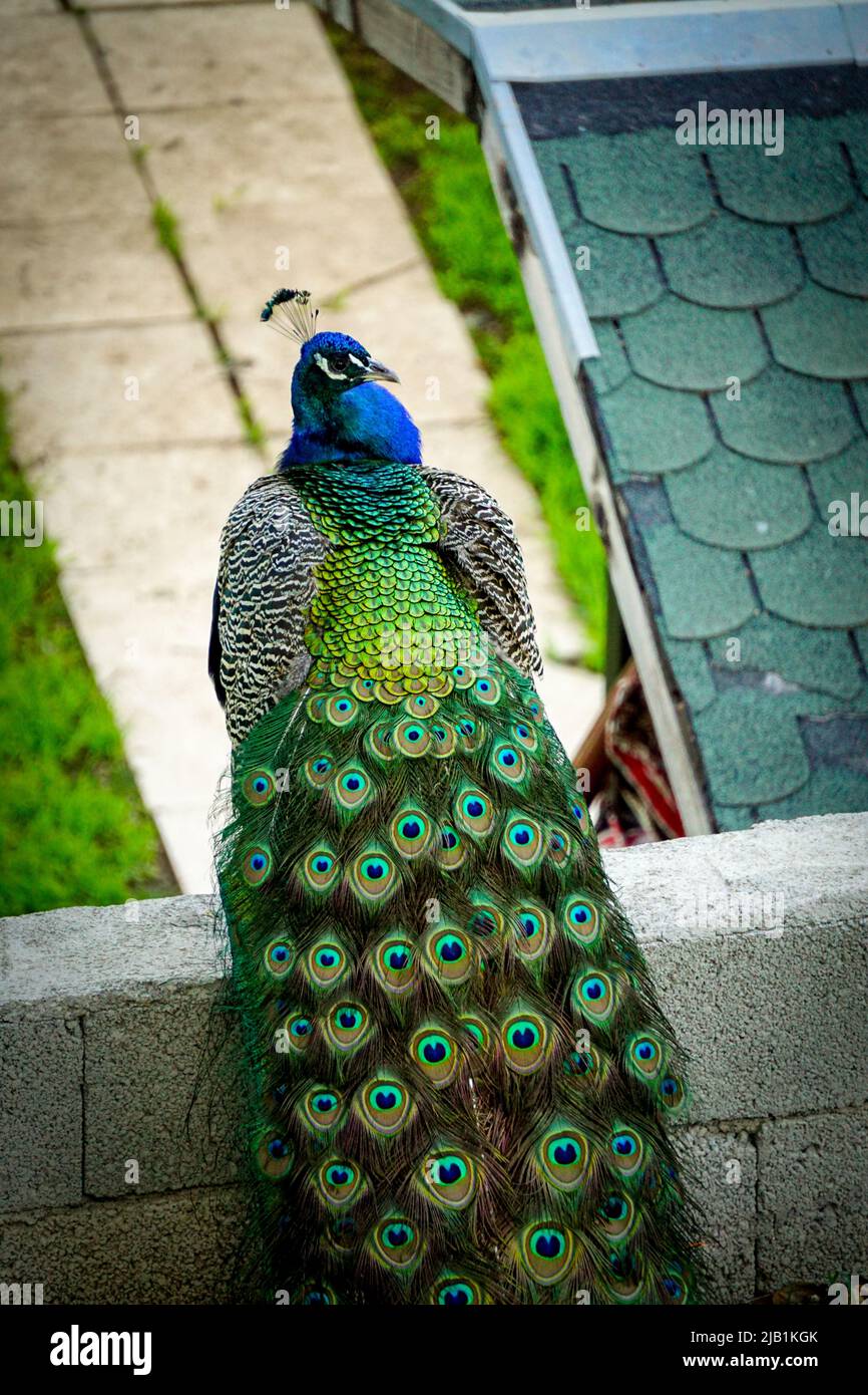 Oiseau de paon à queue colorée Banque D'Images