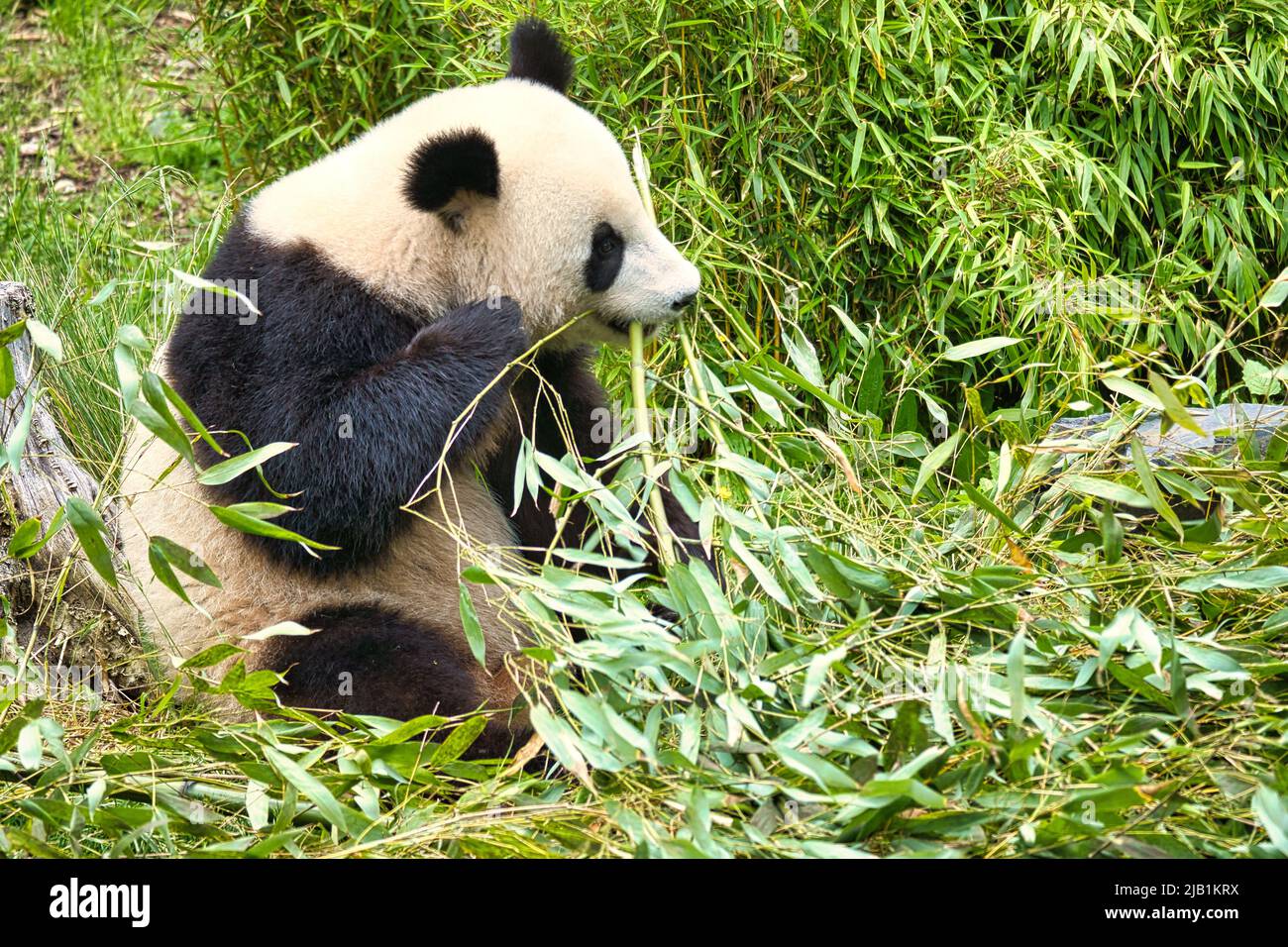 grand panda assis manger du bambou. Espèces en voie de disparition. Un mammifère noir et blanc qui ressemble à un ours en peluche. Photo profonde d'un ours rare. Banque D'Images