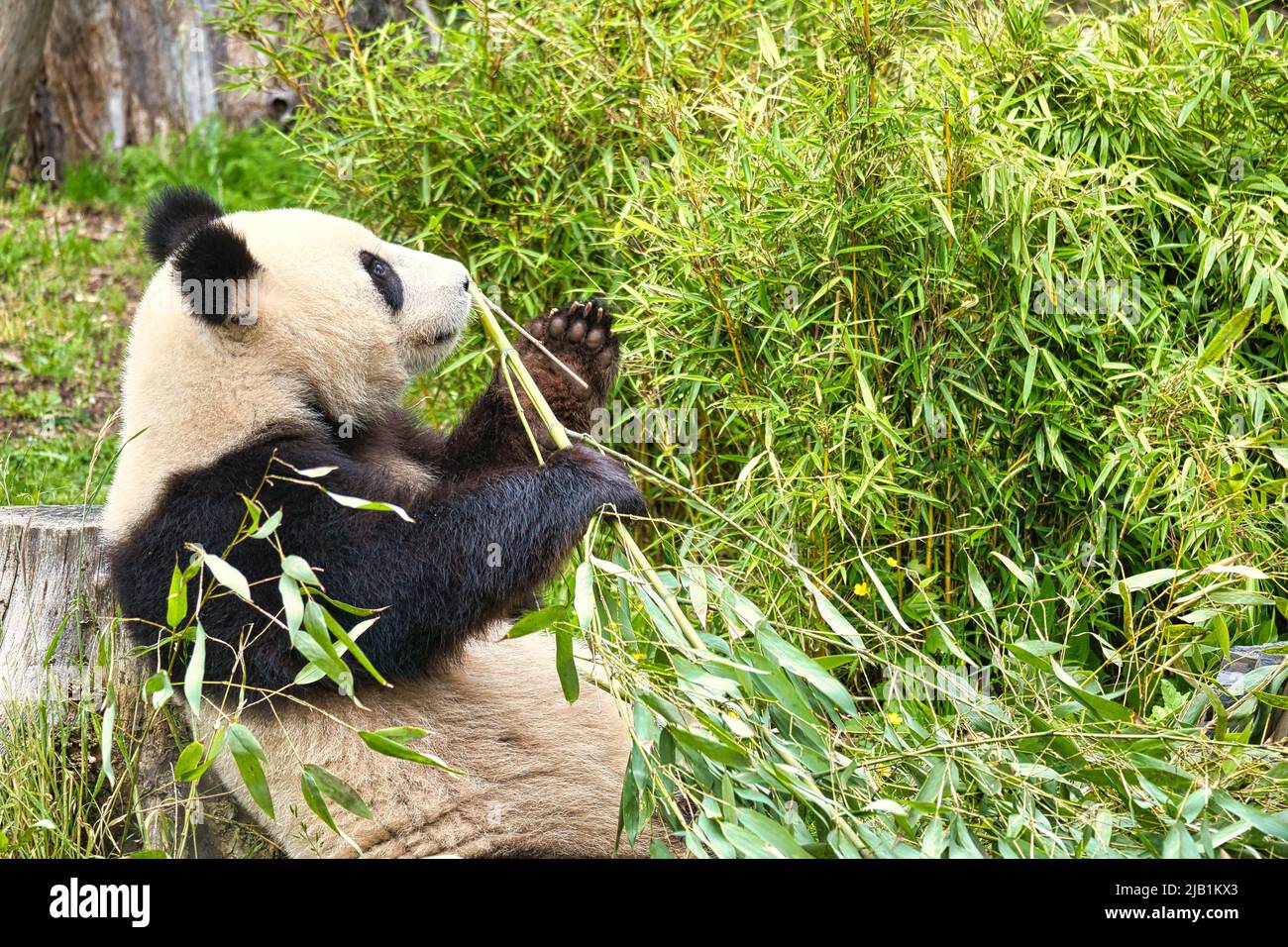 grand panda assis manger du bambou. Espèces en voie de disparition. Un mammifère noir et blanc qui ressemble à un ours en peluche. Photo profonde d'un ours rare. Banque D'Images