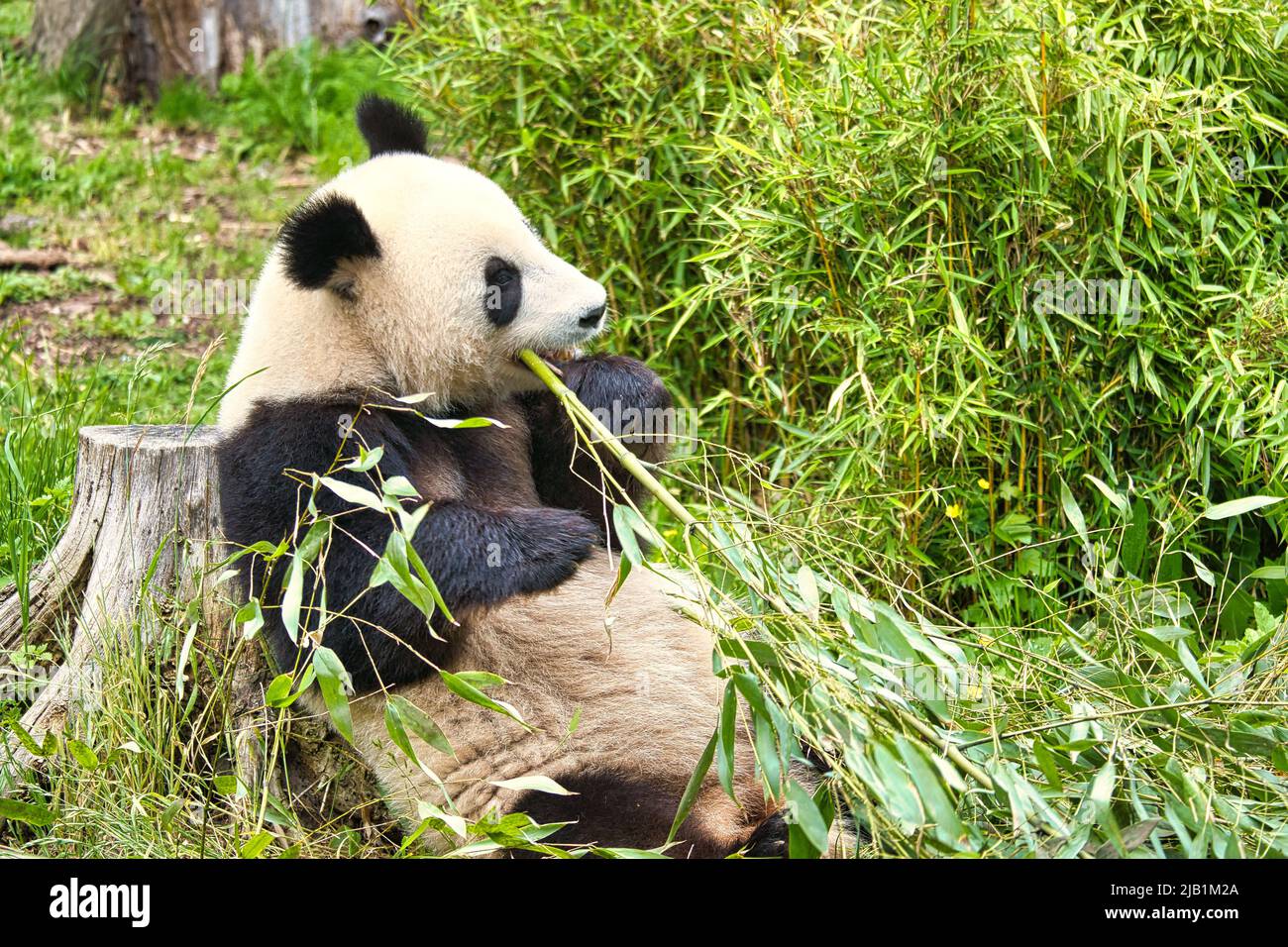 grand panda assis manger du bambou. Espèces en voie de disparition. Un mammifère noir et blanc qui ressemble à un ours en peluche. Photo profonde d'un ours rare. Banque D'Images