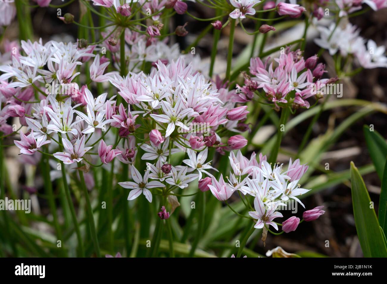Allium camelion fleurs ornementales oignon fleurs rose foncé qui s'estompent à blanc Banque D'Images