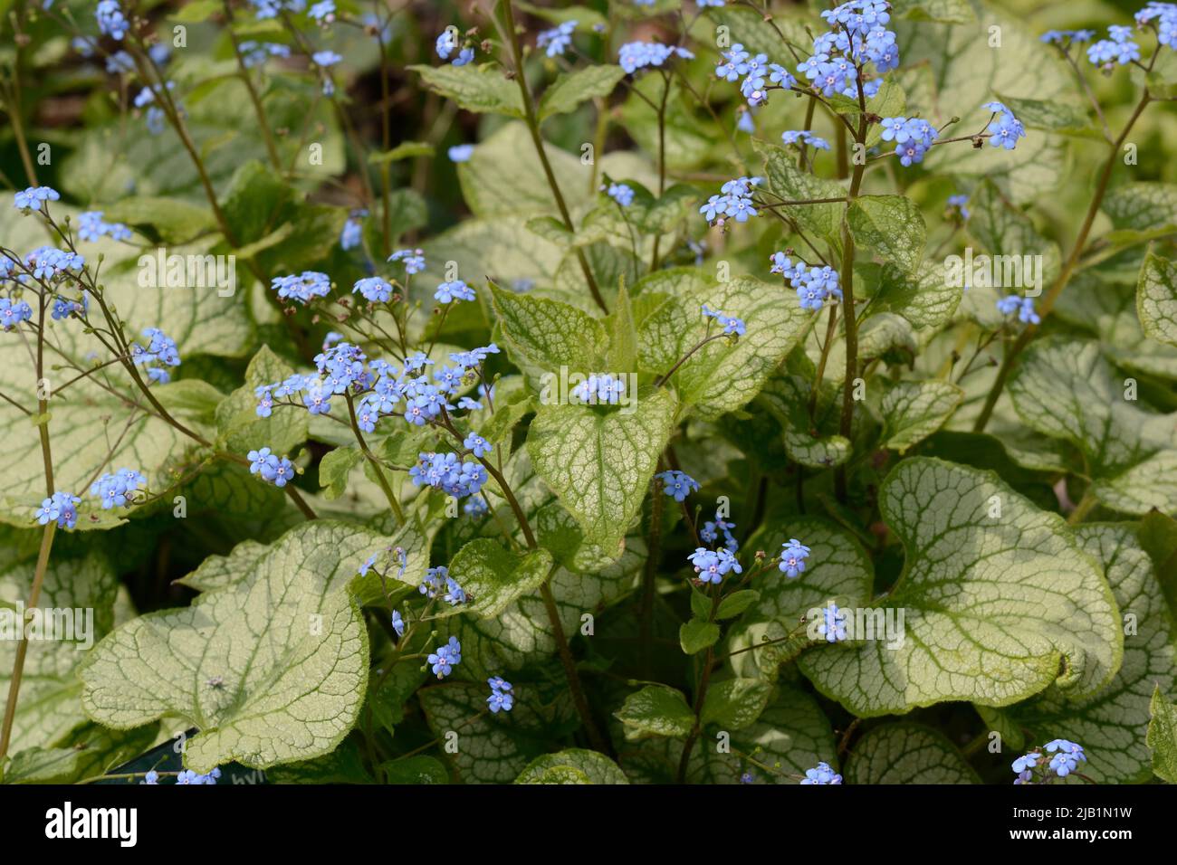 Brummera macrophylla Jack Frost beaucoup de petites fleurs bleu vif feuillage en forme de coeur avec des nervures vertes Banque D'Images