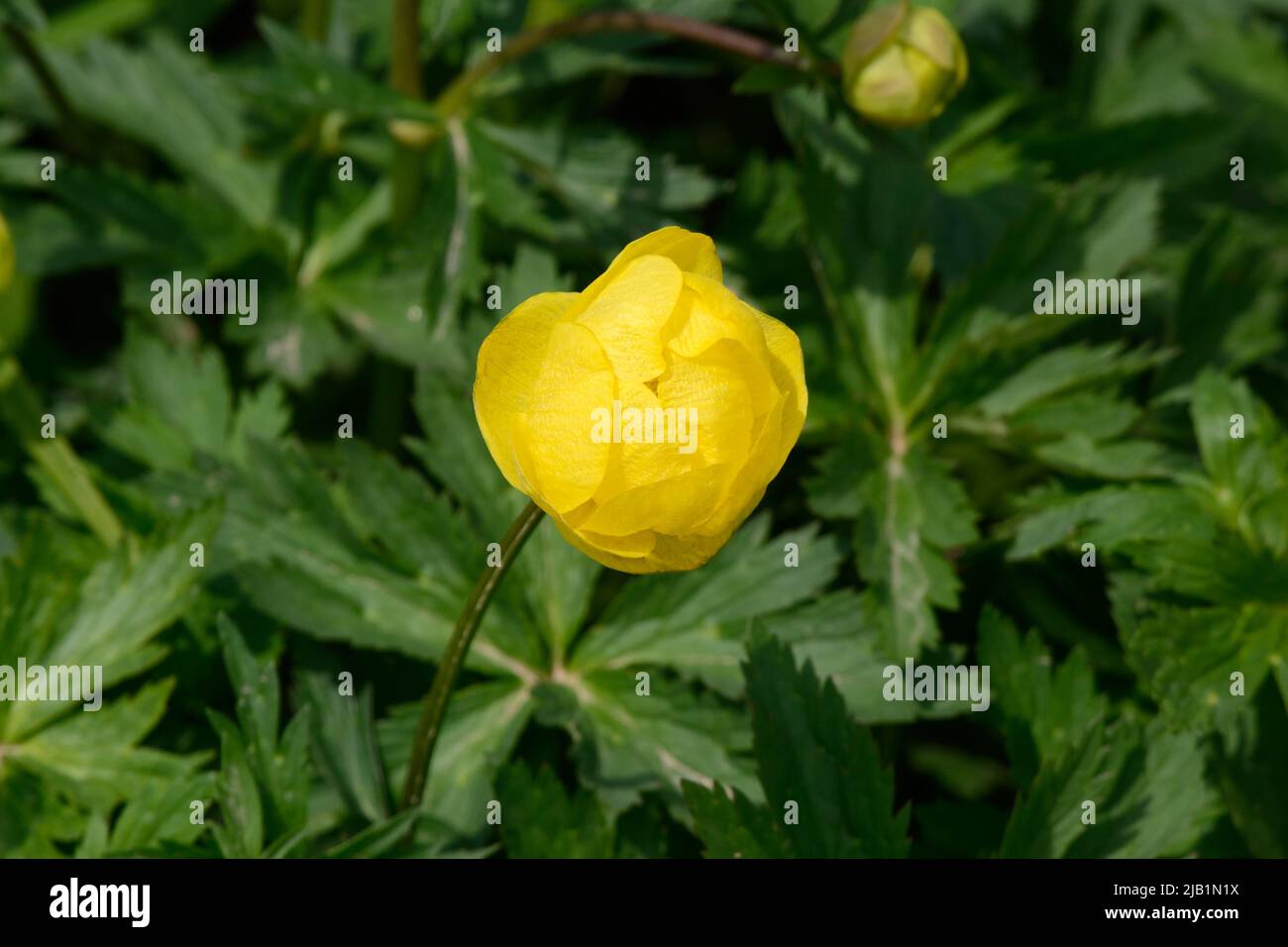 Trollius x cultorum T Smith Globeflower jaune Banque D'Images