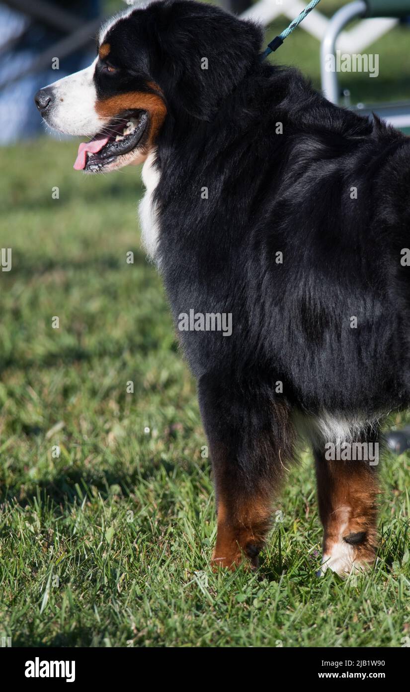 Bernese Mountain Dog debout dans la vue du profil Banque D'Images