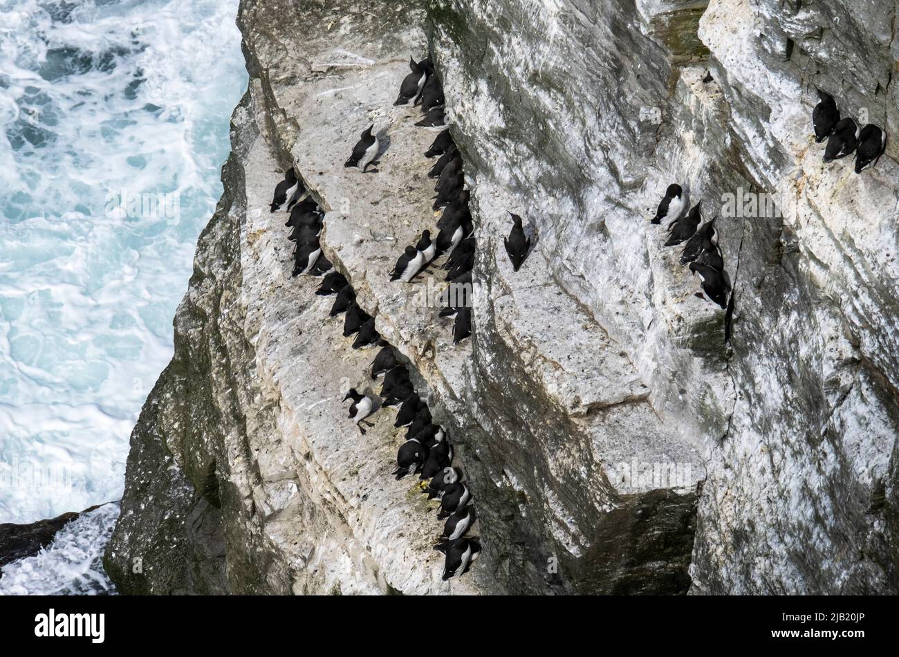 Colonie d'oiseaux de mer sur les falaises de RSPB Marwick Head, Orcades, Écosse. Banque D'Images