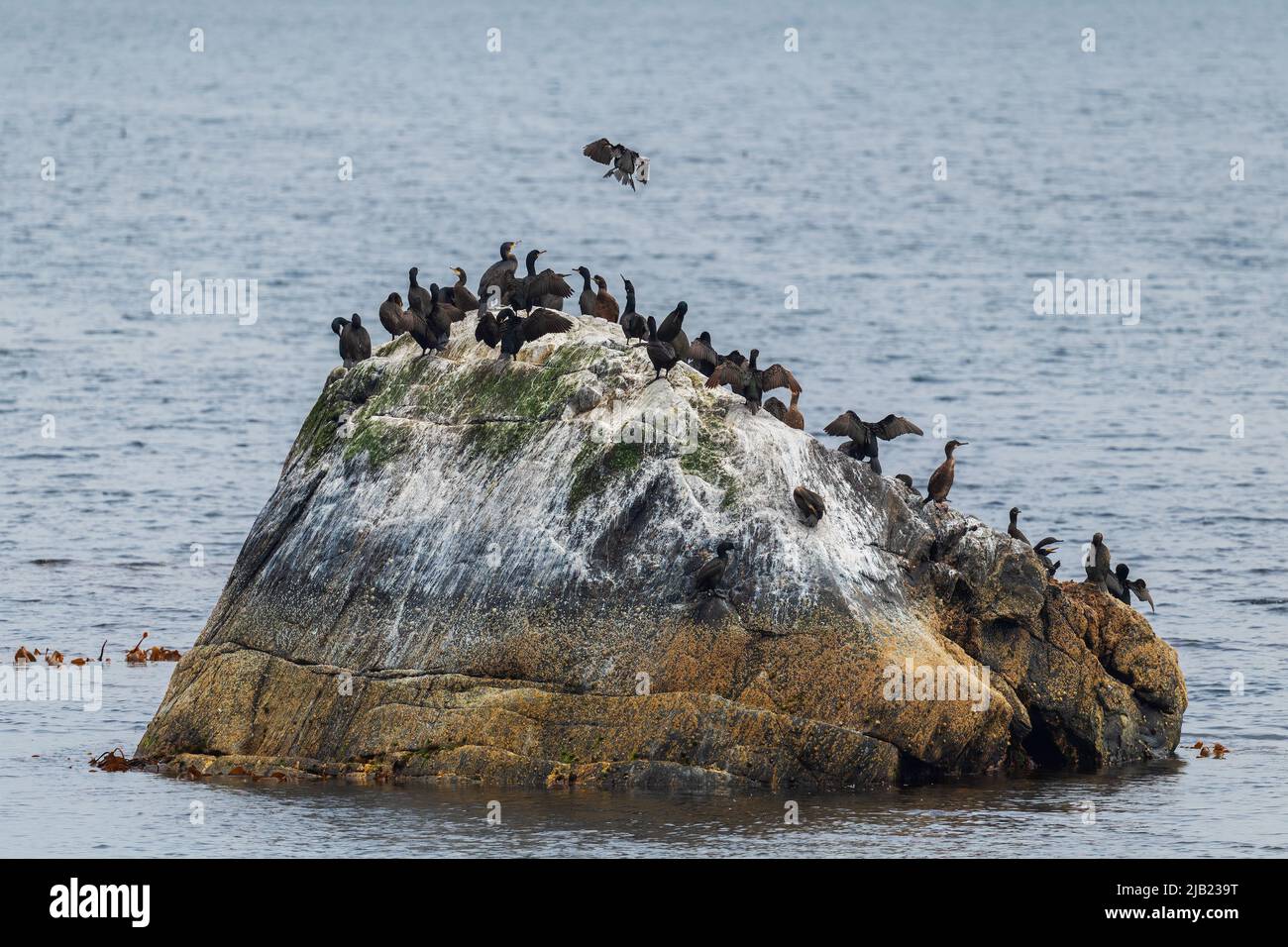 Grand Cormorant - Phalacrocorax carbo, grand oiseau d'eau des lacs, rivières et côtes de la mer du monde entier, île de Runde, Norvège. Banque D'Images