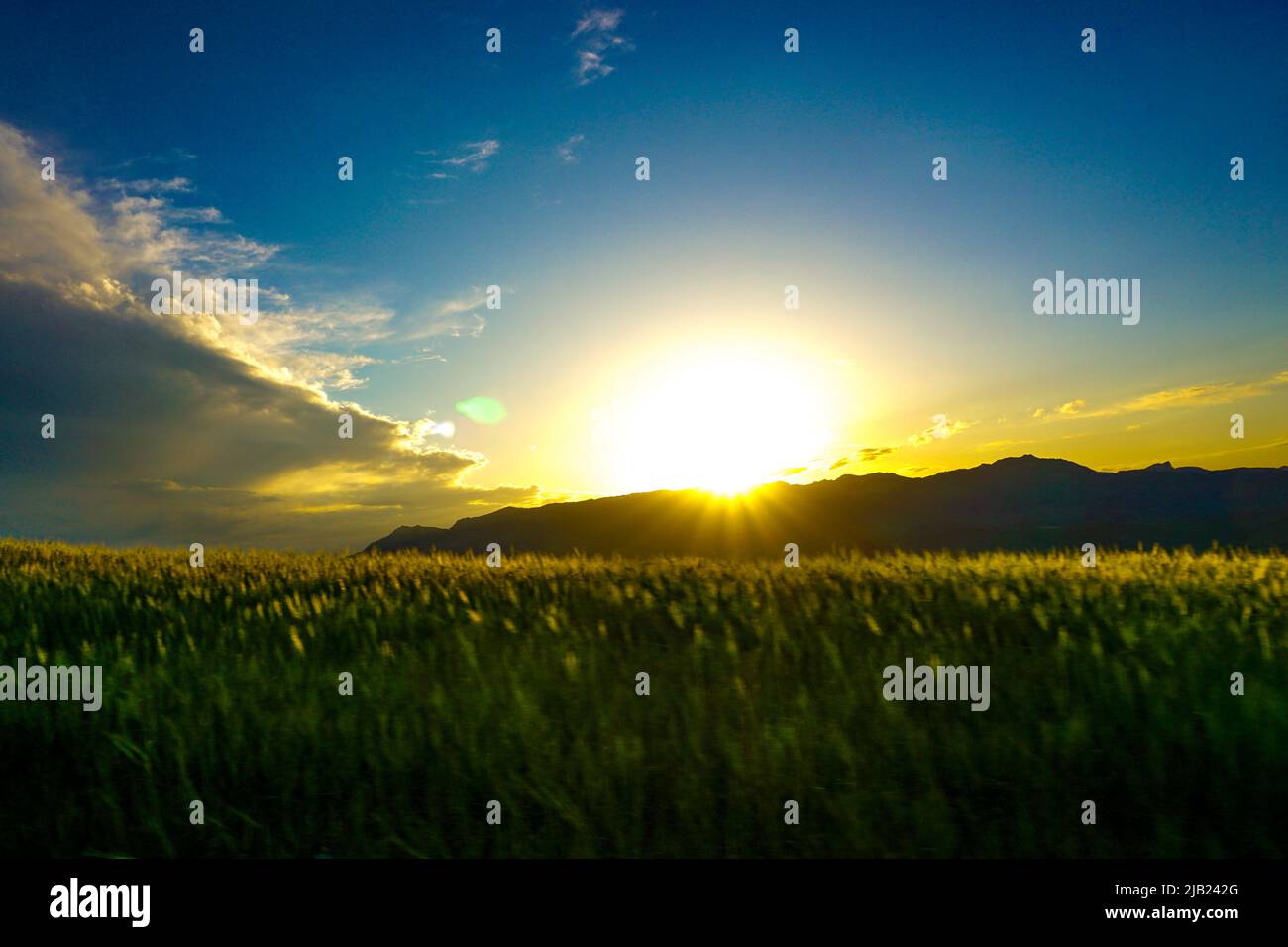 Champs verts à Cizre Turquie au coucher du soleil Banque D'Images