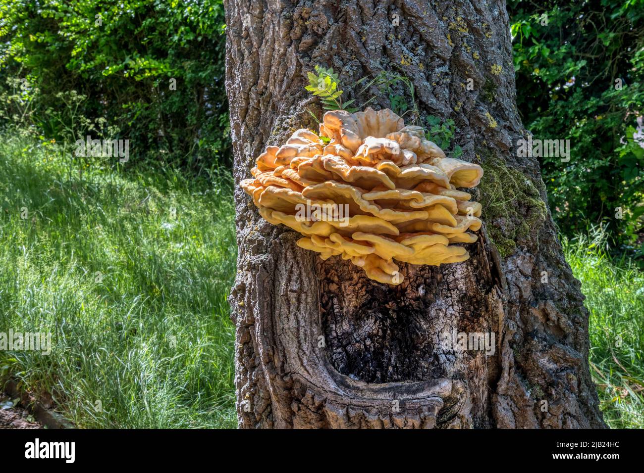 Poulet du champignon des Bois, Laetiporus sulfureus. Banque D'Images