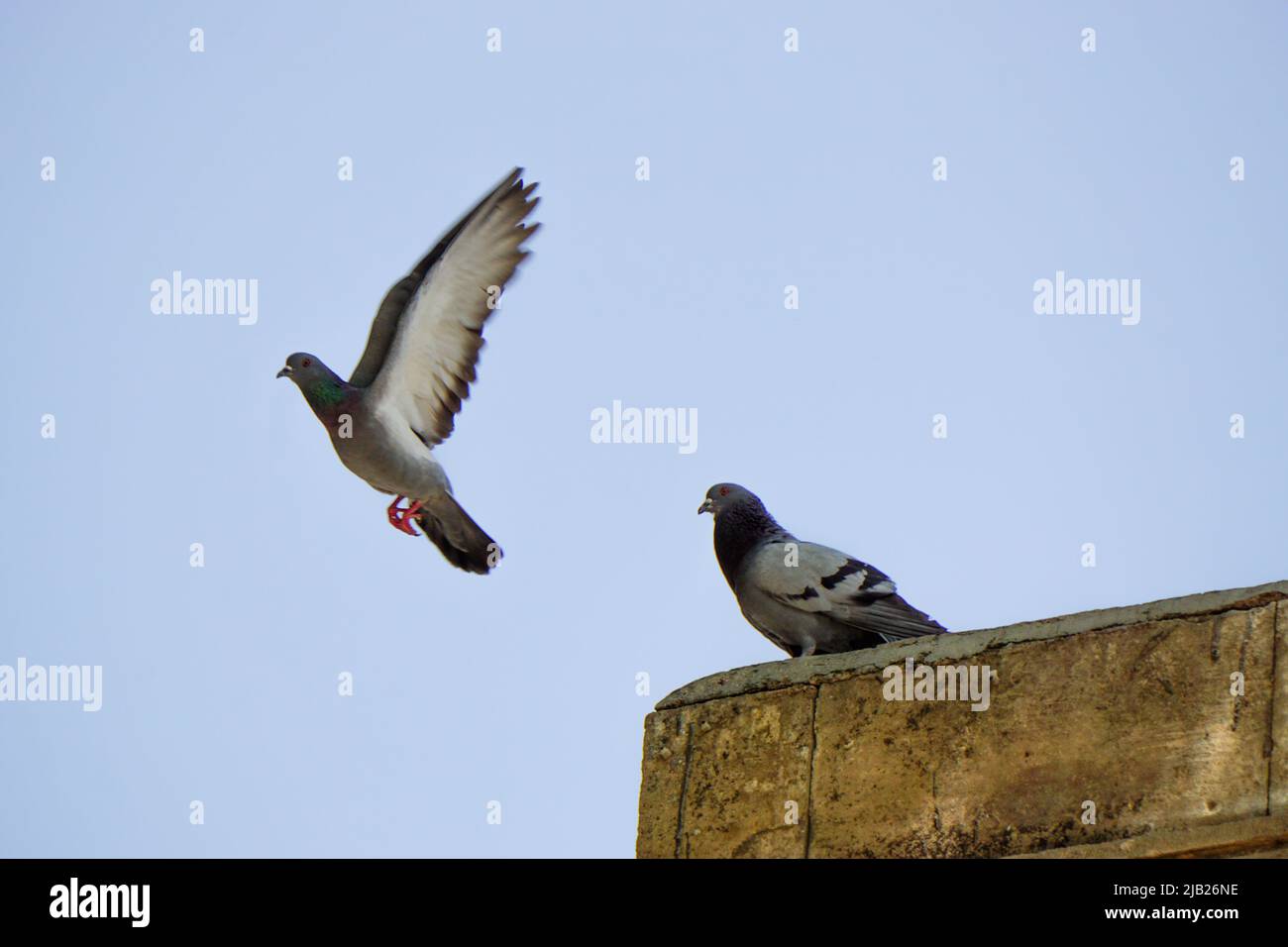 Pigeon volant par une journée ensoleillée Banque D'Images