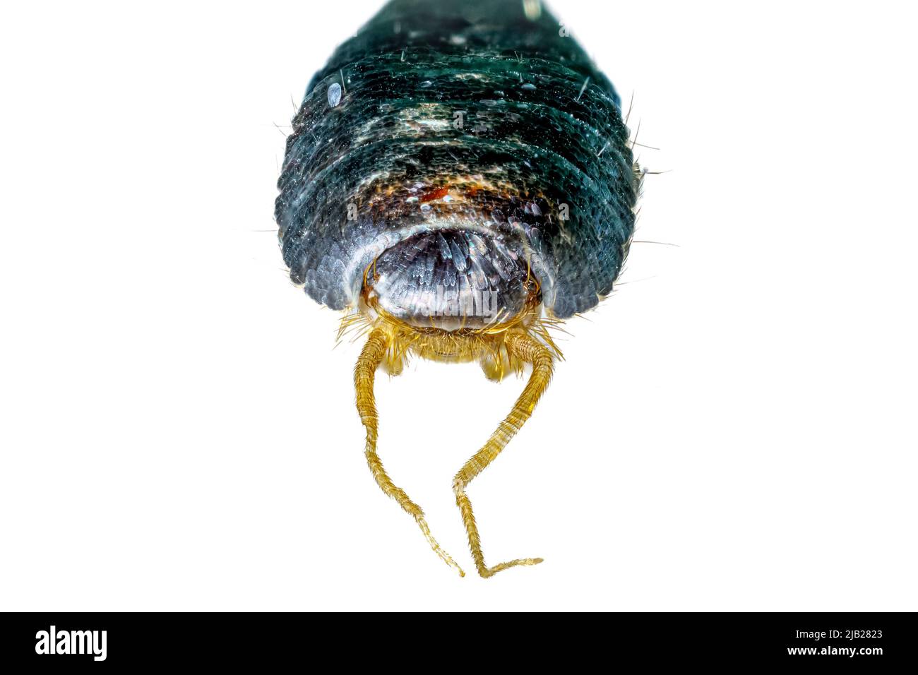 Un gros plan d'un poisson d'argent Banque D'Images