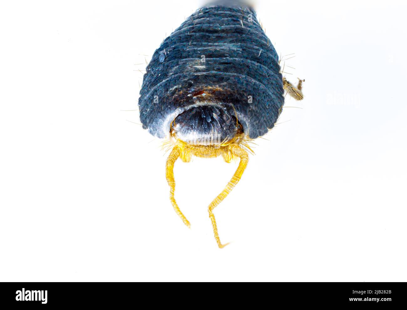 Un gros plan d'un poisson d'argent Banque D'Images