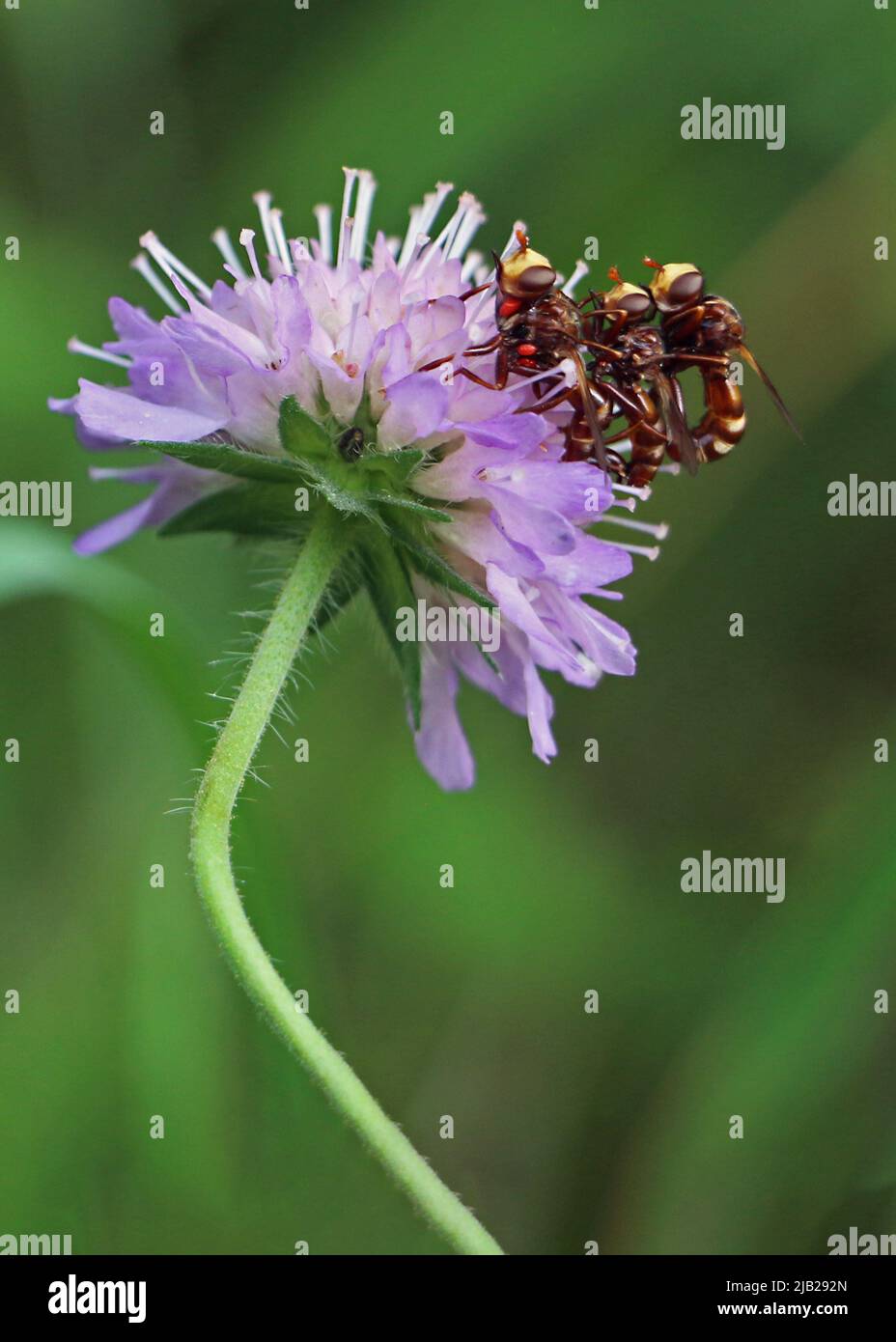 Un trio de coopides - Ferruginy Bee-Grabber, (Sicus ferrugineus) sur une fleur pourpre, Europe Banque D'Images