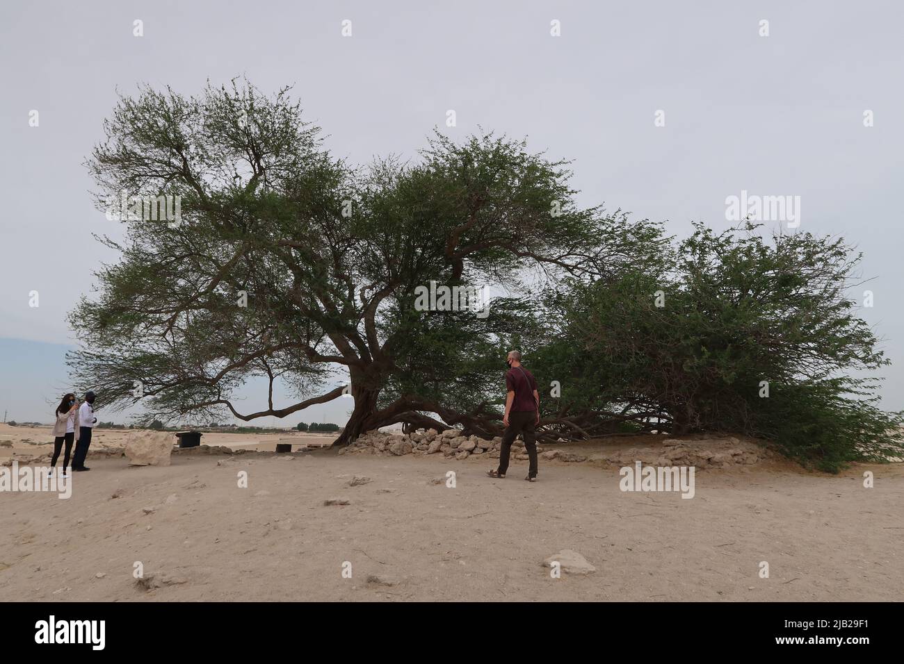 Arbre de vie, Bahreïn Banque D'Images