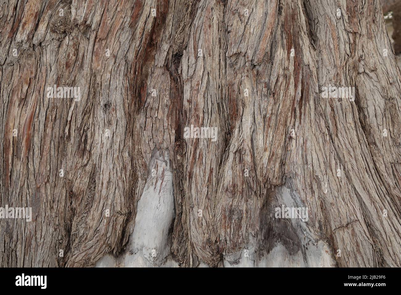 Arbre de détail de la vie, Bahreïn Banque D'Images
