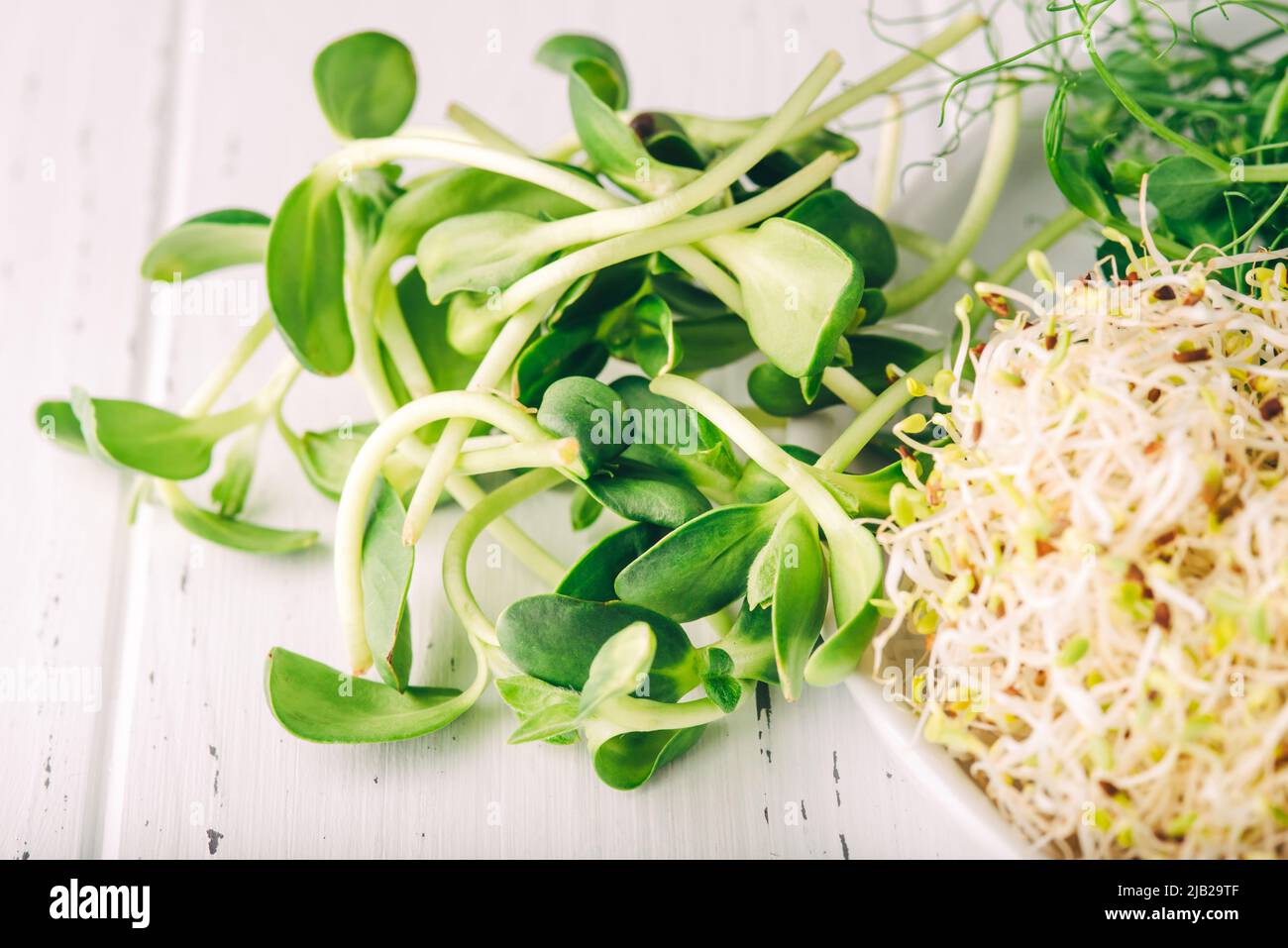 Microverts de tournesol sur une table blanche. Banque D'Images