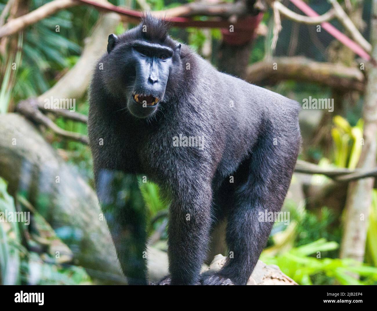 Le macaque à crête de Celebes, en danger critique, au zoo de Singapour, survit dans la nature seulement dans le nord de Sulawesi, mis en péril par le commerce de la viande de brousse. Banque D'Images