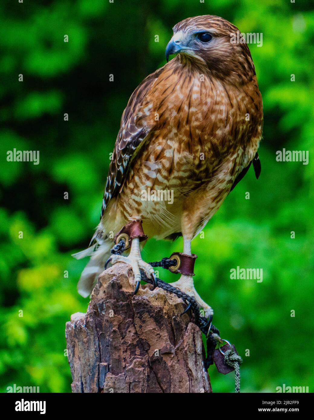 Oiseaux de proie sauvés de la route Banque D'Images