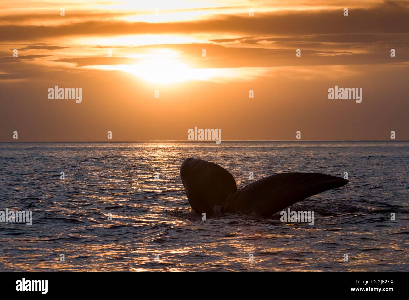 Queue de baleine méridionale, Peninsula Valdes, site du patrimoine mondial, Patagonie, Argentine. Banque D'Images