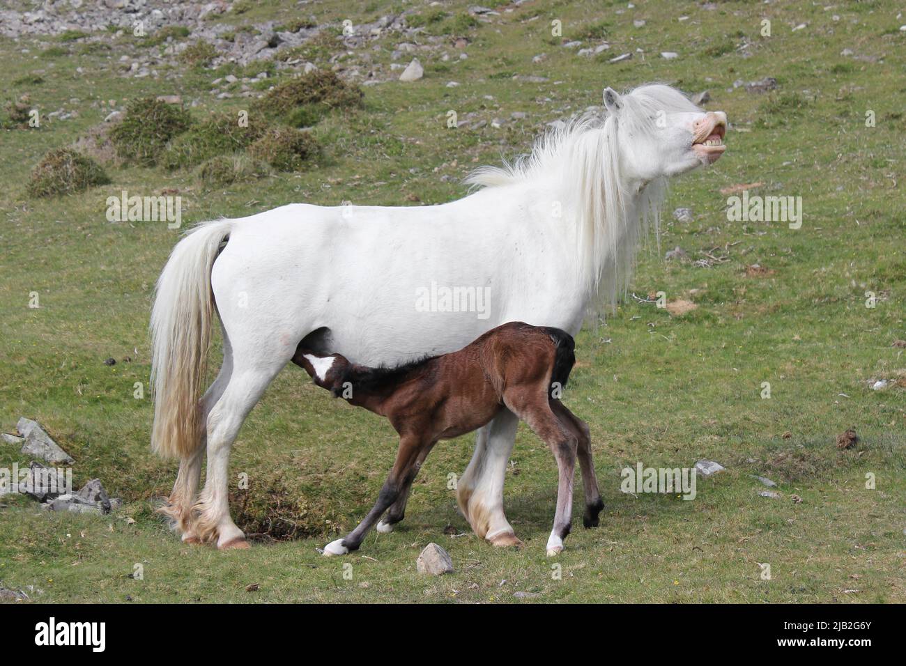 Carneddau Pony et Foal, Snowdonia, pays de Galles Banque D'Images