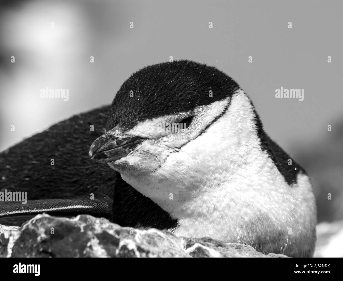 Pingouin de collier (Pygoscelis antarcticus) , Péninsule Antarctique. Banque D'Images
