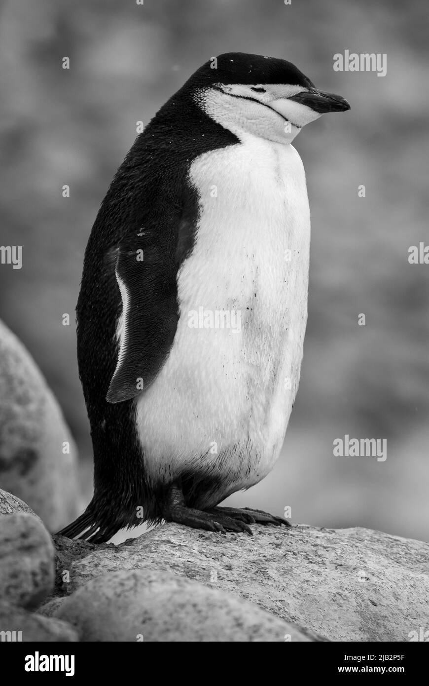 Pingouin de collier (Pygoscelis antarcticus) , Péninsule Antarctique. Banque D'Images