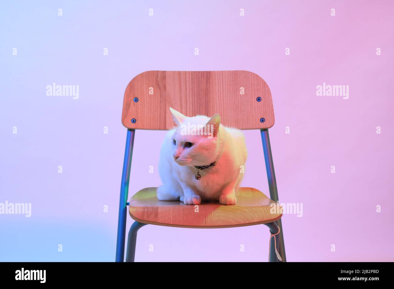 Le jeune chat blanc assis sous l'effet de lumière gel. Banque D'Images