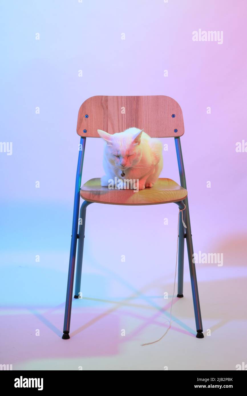 Le jeune chat blanc assis sous l'effet de lumière gel. Banque D'Images