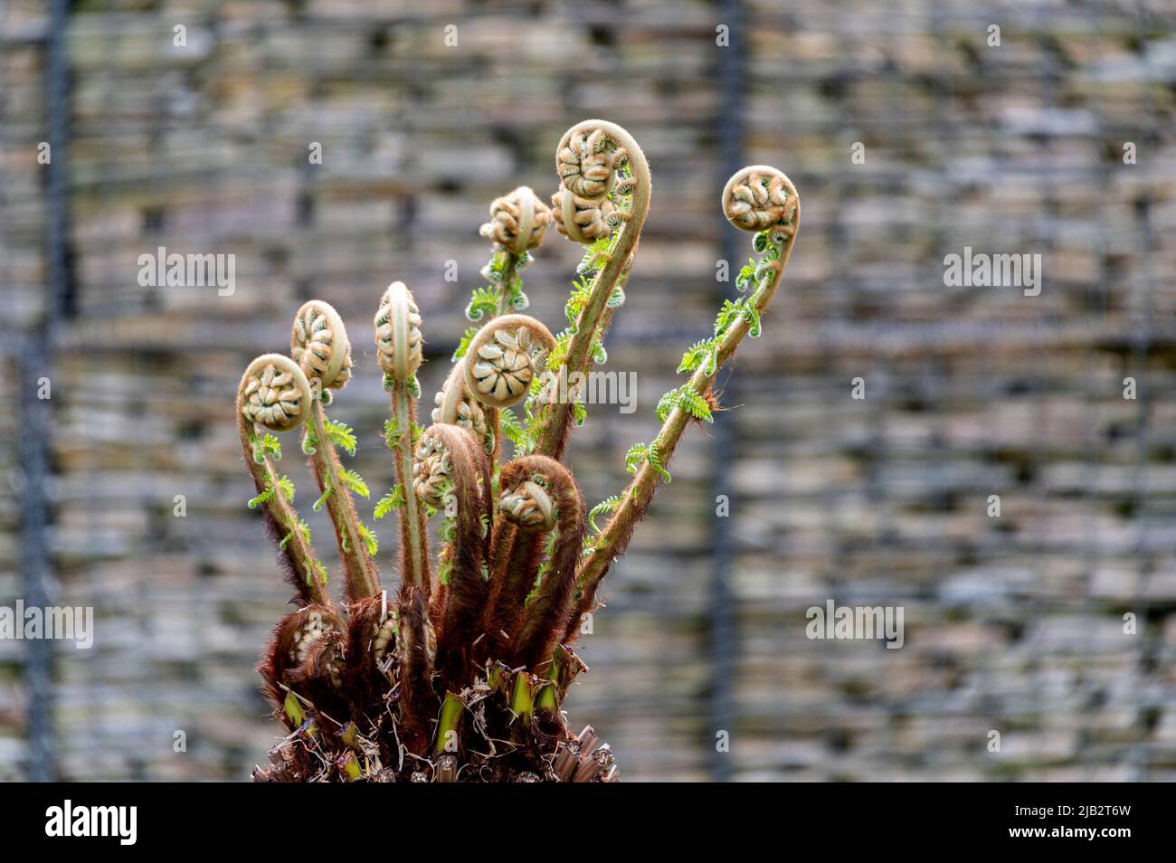 Dicksonia Antartica, fougère d'arbre mou, Dicksoniaceae. De nouvelles pousses de croissance. Banque D'Images