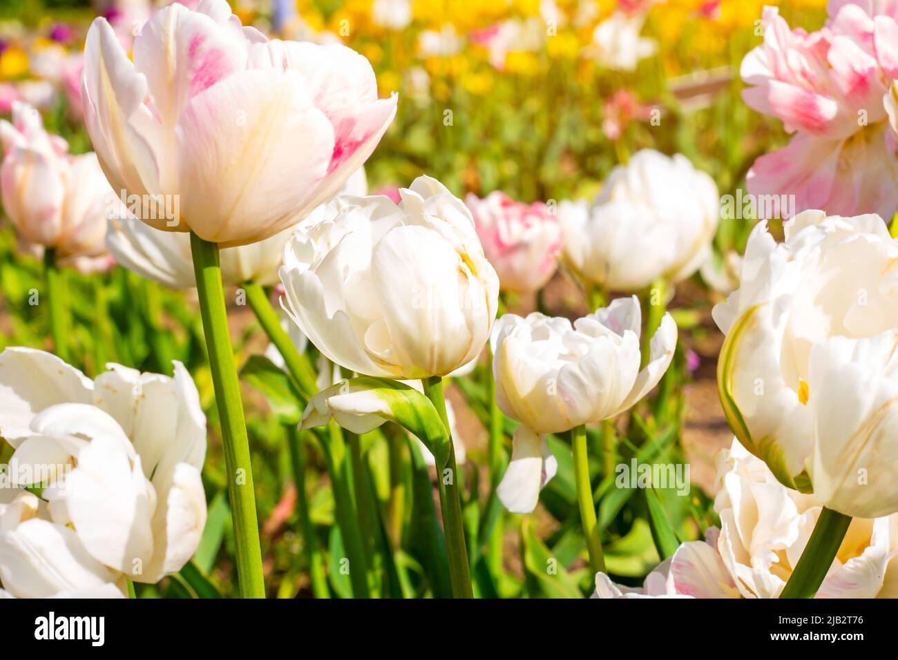 Fleurs de tulipe blanches sur le champ fleuri au printemps. Banque D'Images