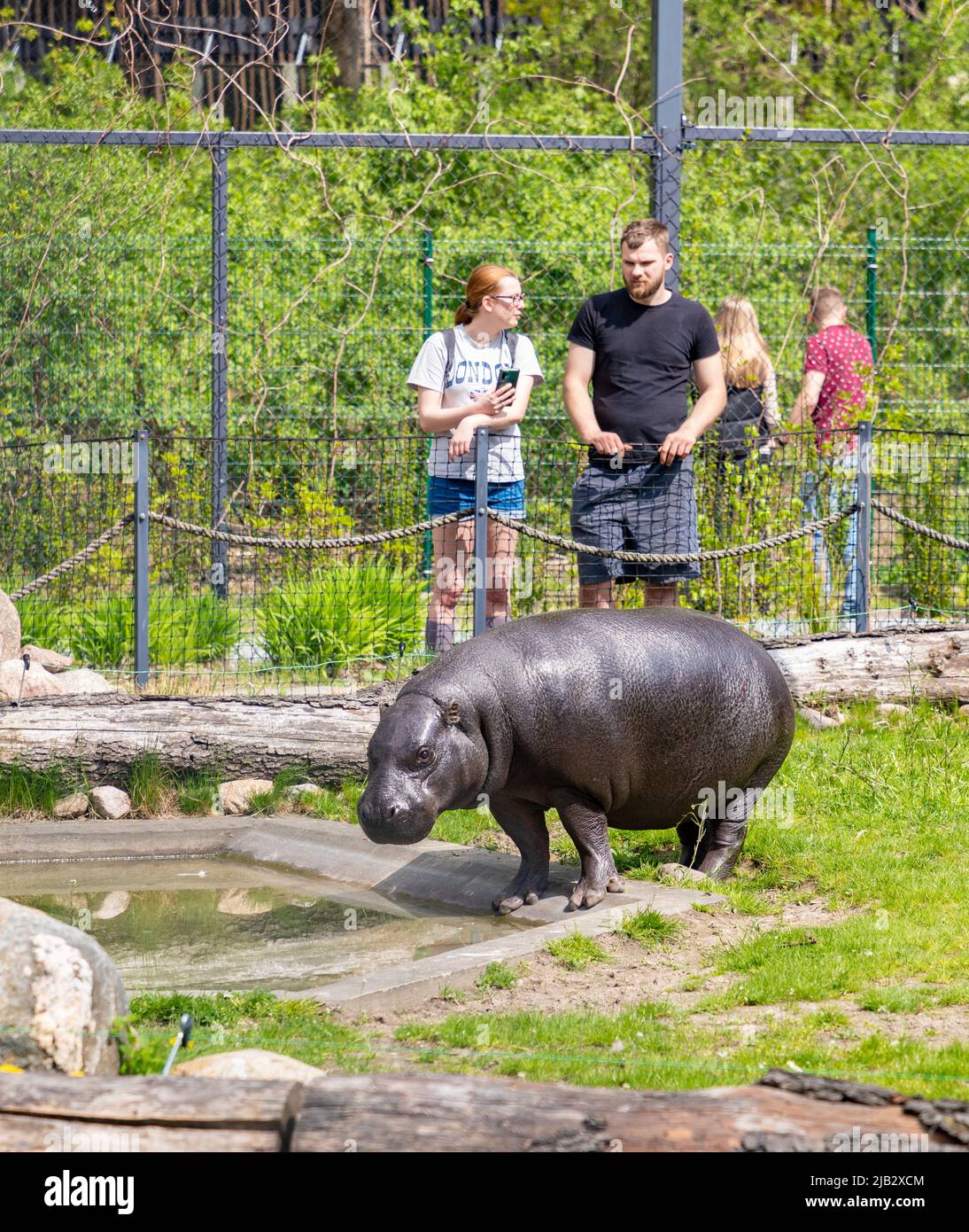 Une photo d'un hippopotame pygmée vu par certaines personnes au ZOO Orientarium Łódź. Banque D'Images