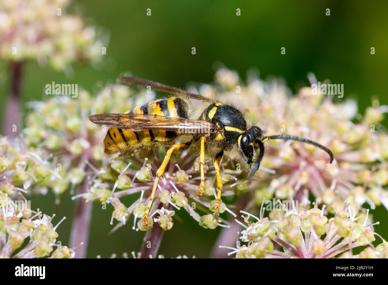 Une guêpe mâle (Dolichovespula saxonica) se nourrissant de fleurs sauvages à Hawthorn Hive, comté de Durham, Royaume-Uni Banque D'Images