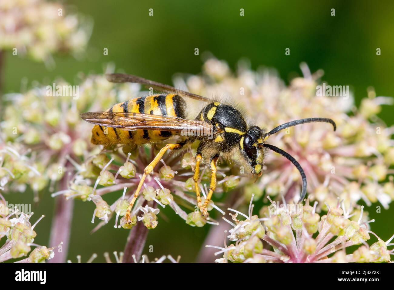 Une guêpe mâle (Dolichovespula saxonica) se nourrissant de fleurs sauvages à Hawthorn Hive, comté de Durham, Royaume-Uni Banque D'Images