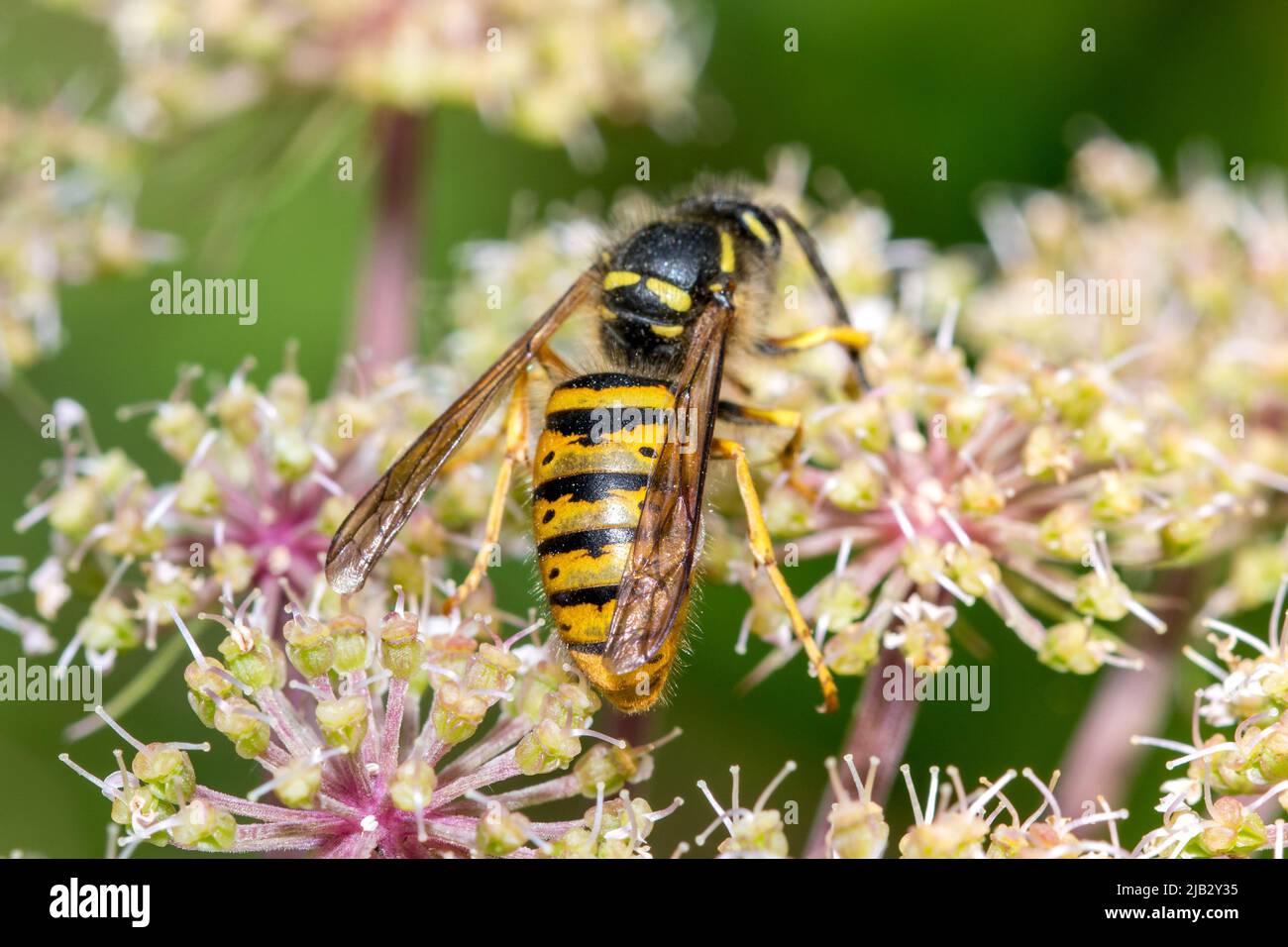 Une guêpe mâle (Dolichovespula saxonica) se nourrissant de fleurs sauvages à Hawthorn Hive, comté de Durham, Royaume-Uni Banque D'Images