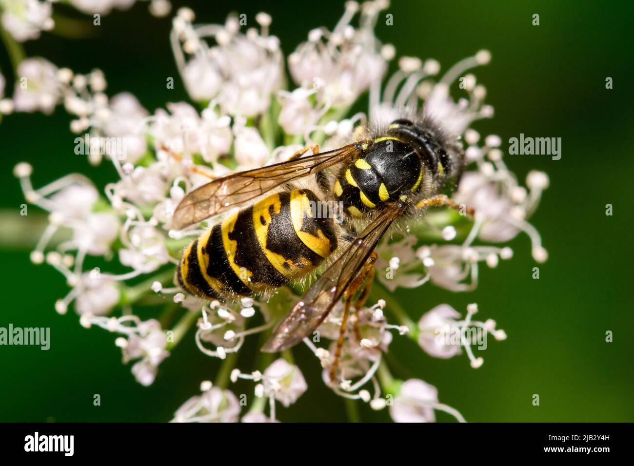 Une guêpe commune (Vespula vulgaris) se nourrissant de fleurs à Hawthorn Hive, comté de Durham, Royaume-Uni Banque D'Images