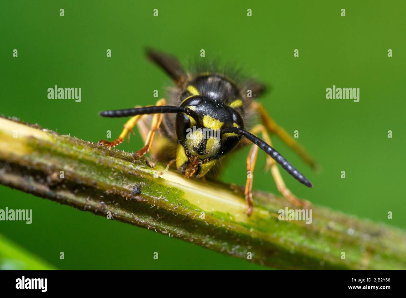 Une guêpe commune (Vespula vulgaris) sur une tige de plante. Prise à Hawthorn Hive, comté de Durham, Royaume-Uni Banque D'Images