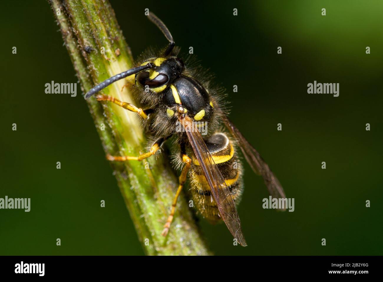 Une guêpe commune (Vespula vulgaris) sur une tige de plante. Prise à Hawthorn Hive, comté de Durham, Royaume-Uni Banque D'Images
