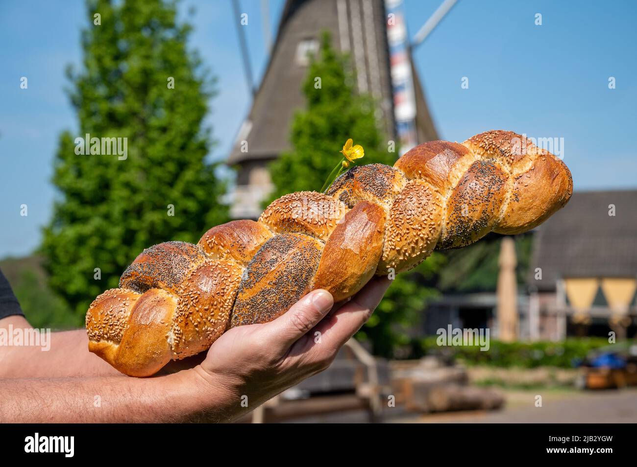 Pain tressé frais avec différentes graines et moulin à vent de grain sur fond, Brabant du Nord, pays-Bas Banque D'Images