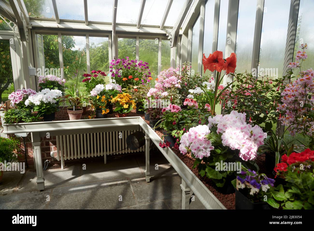 Serre pleine de plantes de maison florissantes d'été Banque D'Images