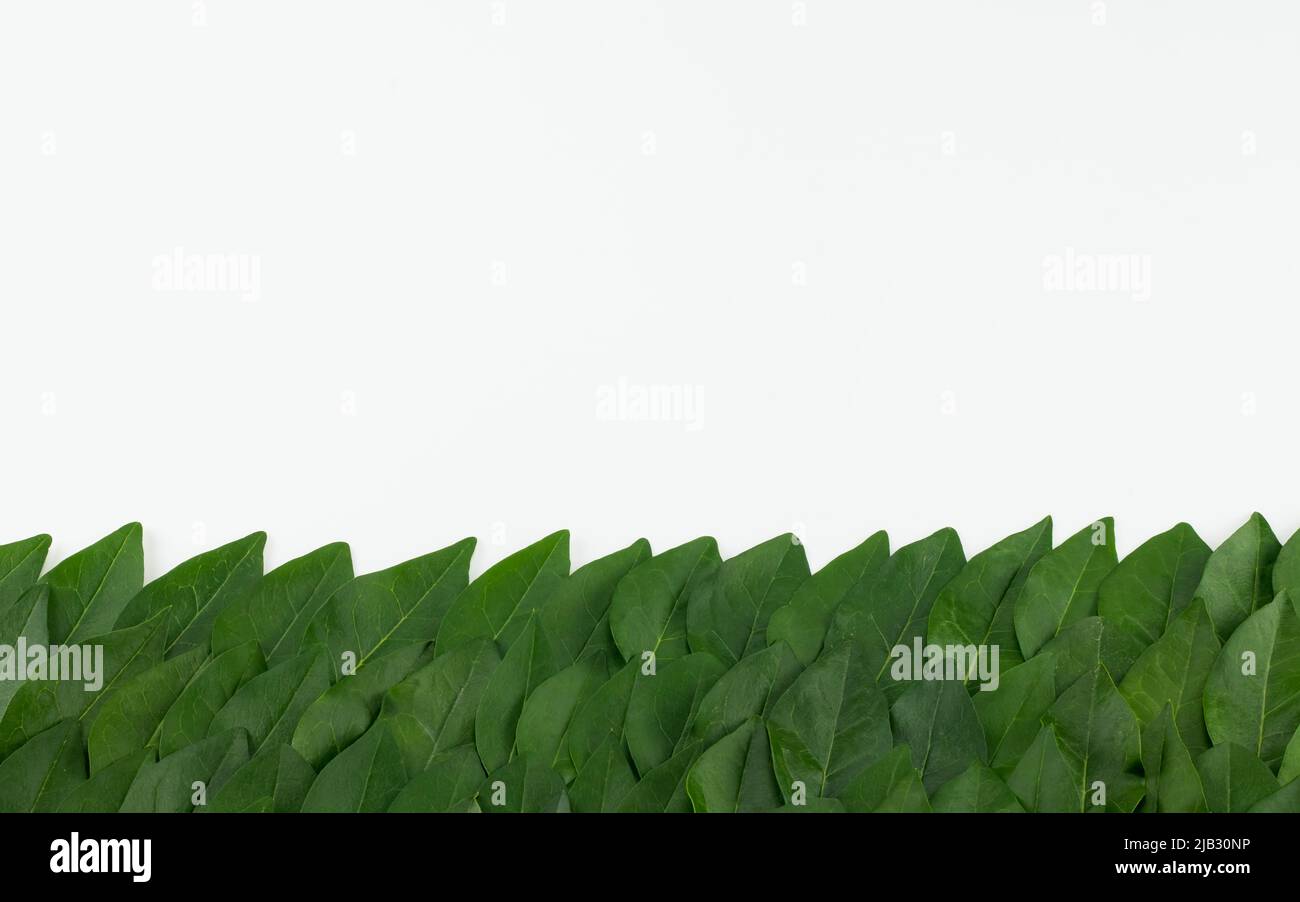 Motif de feuilles vert sur fond blanc, fond panoramique feuilles vert naturel. Placer pour le texte. Banque D'Images