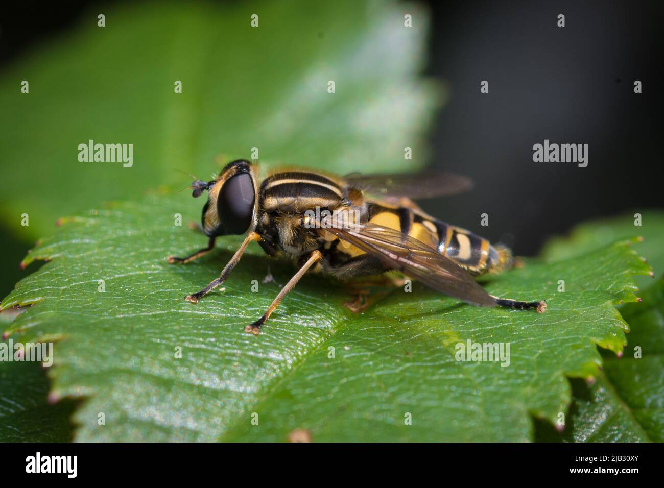 Un vol stationnaire (Heliophilus sp) à la réserve naturelle de Tunstall Hills, Sunderland, au nord-est de l'Angleterre Banque D'Images