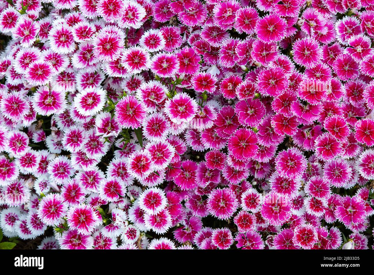 Fleurs de Dianthus rose pleine fleur Banque D'Images