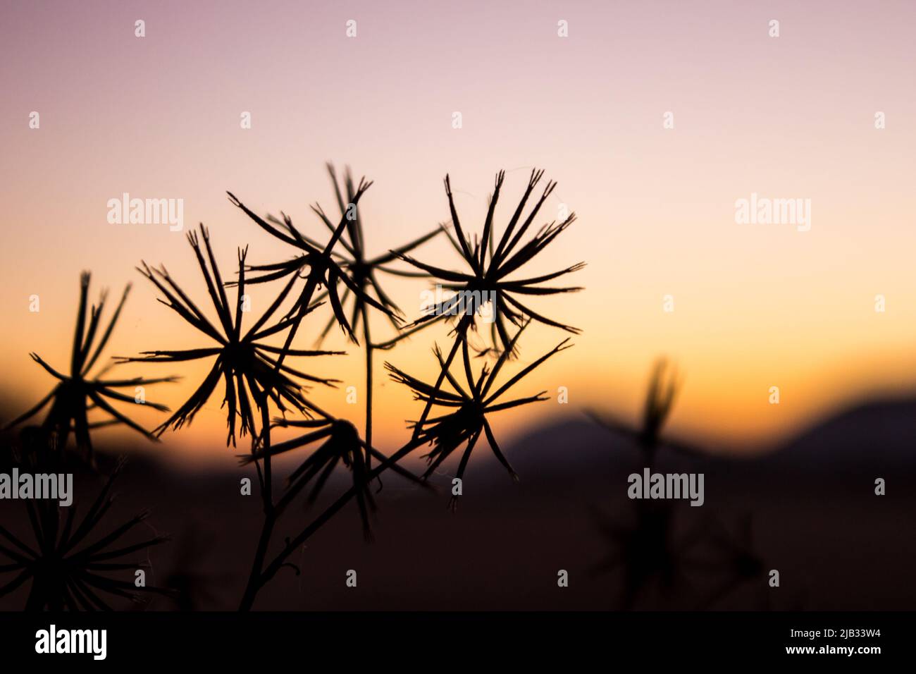 Silhouette du corps de fructification d'un Black-jack (Biddens pilosa) contre le ciel coloré de l'aube, dans l'État libre rural, Afrique du Sud Banque D'Images